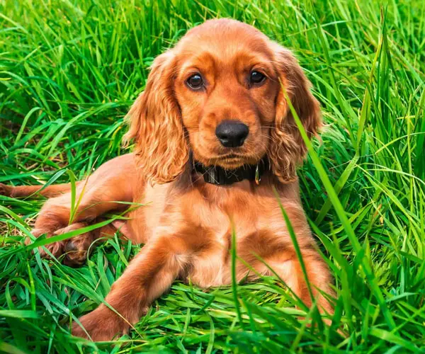 Cocker Spaniel Welpen