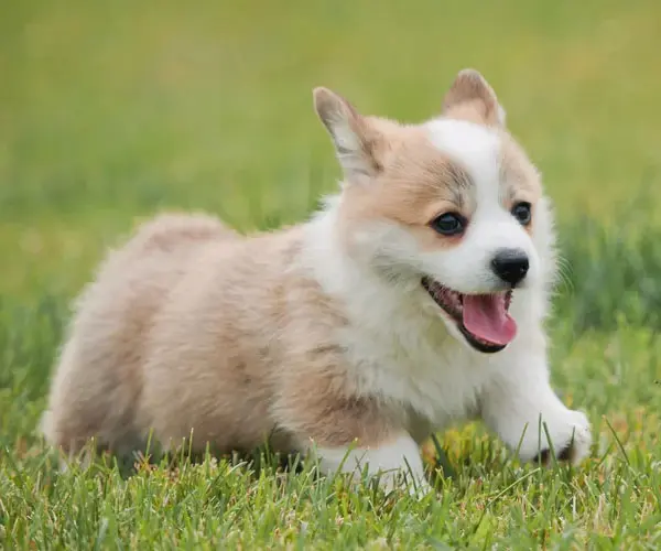 Corgi-Welpen