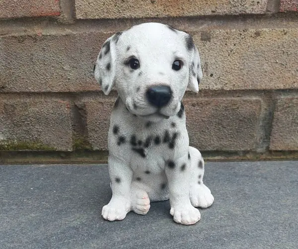 Dalmatiner welpen
