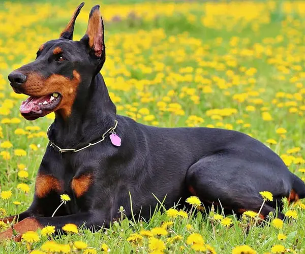 Dobermann-Welpen