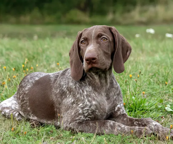 Deutsch Kurzhaar Welpen
