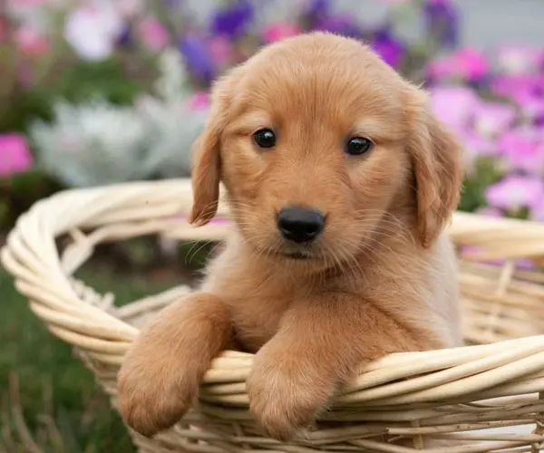 Golden Retriever Welpen