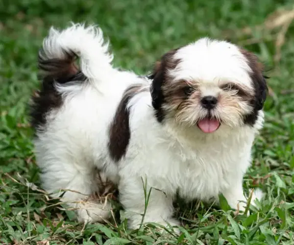 Shih Tzu Welpen